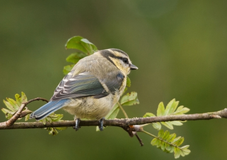 A juvenile blue tit with yellow cheeks sitting on a twig