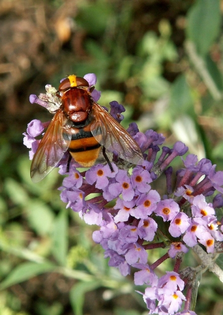 A hornet hoverfly feeding from flowers in someone's garden