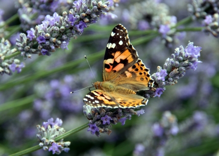 A painted lady butterfly nectaring on lavendar