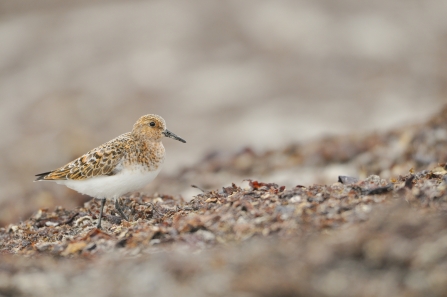 A sanderling in summer plumage standing on a pebble beach