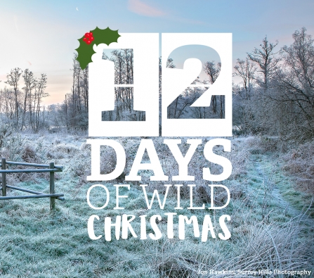 Take part in the 12 Days of Wild Christmas by going for a frosty walk