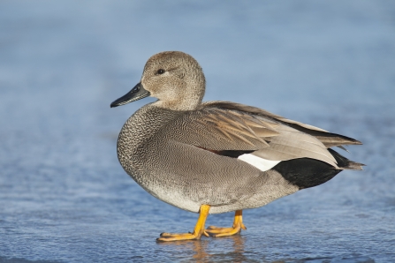 A male gadwall standing on ice