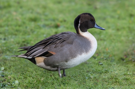 A male pintail duck standing on grass