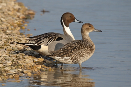 A female and male pintail duck standing side by side on the shore of a lake