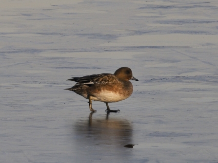 A female wigeon walking tentatively over a frozen lake