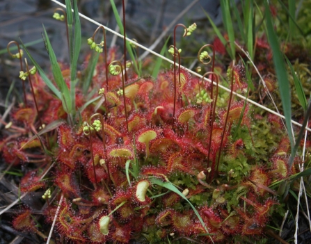 Sundew is a carniverous peatland plant that lives on Winmarleigh Moss