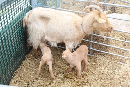 Golden Guernsey goat kids suckling from their mother