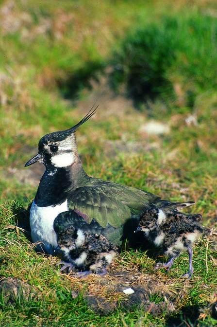 A lapwing nesting on the grass with two chicks next to her