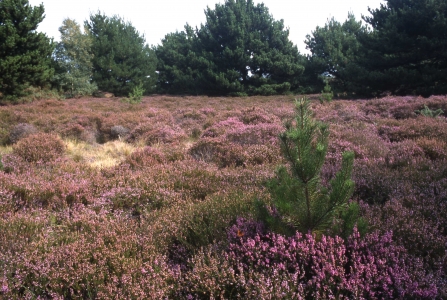 A pink blanket of heather growing on the rare habitat of Freshfield Dune Heath in Merseyside