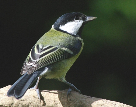 Great tit by Gillian Day