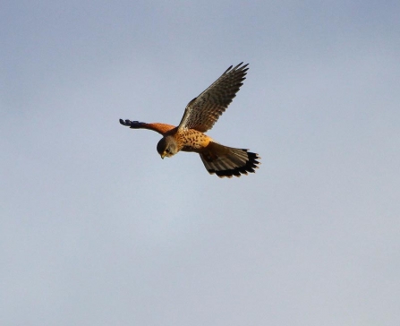 A kestrel hovering in the wind against a blue sky