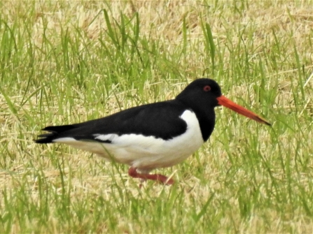 Oystercatcher by Dave Steel