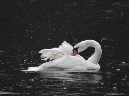 Mute swan by Dave Steel