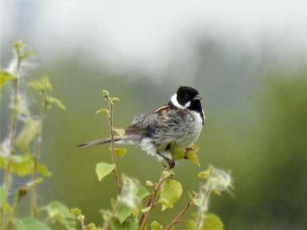 Reed bunting by Dave Steel