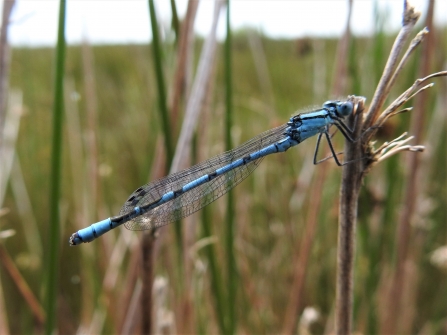 Common blue damselfly by Dave Steel