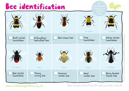 An illustrated Wildlife Watch sheet showing different UK bumblebee species