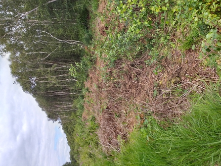 Lowland heath area bordering one of Greater Manchester peatlands