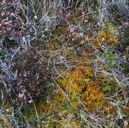A patch of golden bog moss surrounded by heathers and grasses
