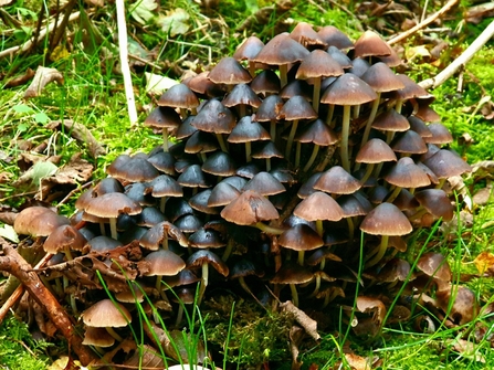 Fungi - Sarah White