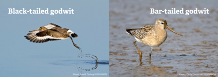 A comparison between the black-tailed godwit and bar-tailed godwit