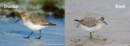 A comparison between dunlin and knot