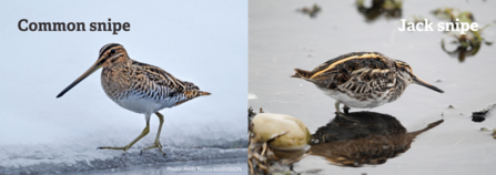 A comparison between common snipe and jack snipe