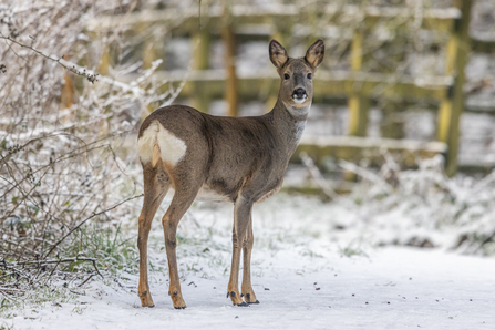 A roe deer standing on a snowy path at Brockholes nature reserve, bordered by frosty tree branches