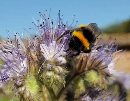 White-tailed bumblebee (Bombus lucorum) nectar feeding on purple flower	