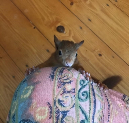 a red squirrel clings to a trouser leg