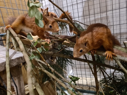 Three red squirrels perch on branches in a dog crate kitted out as a small enclosure. The crate is in a staff members kitchen.