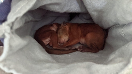 Two baby red squirrels curled up asleep in a cotton bag. Both squirrels are three weeks old so have short fur and no fluff on their tails