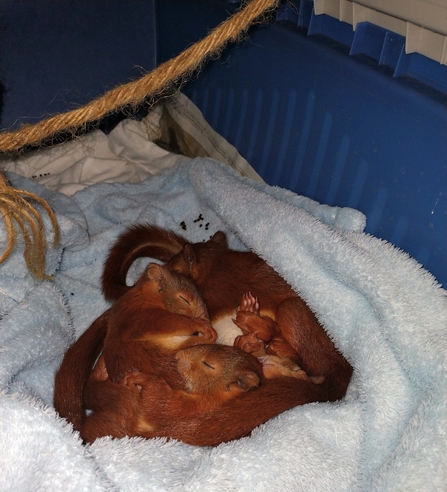 four baby red squirrels sleep in a bundle, on top of a blanket inside a cat carry crate.