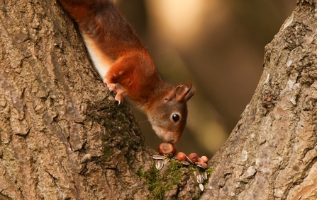 Red Squirrel in a tree eating nuts