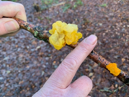 A hand holding a twig that is covered in a frilly, bright yellow fungus called yellow brain fungus