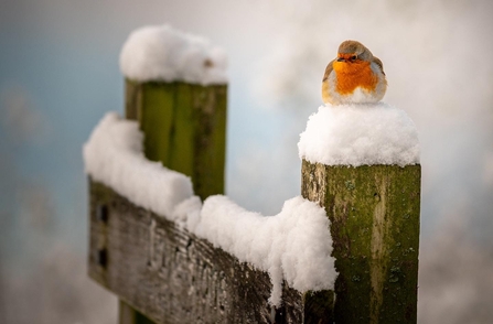 Robin perched upon a snow covered gate post 