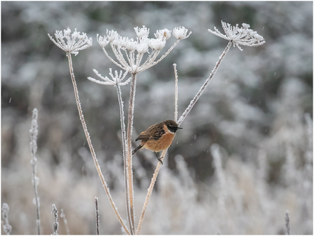 A stonechat perched on frosty white grass stems. It's orange breast and brown back stand out against the white winter backdrop