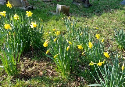 St Michael's Church - daffodils 