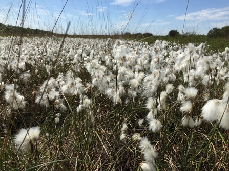 Cottongrass on Astley Moss by Alan Wright