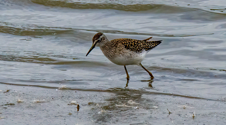 Wood sandpiper by Pete Richman