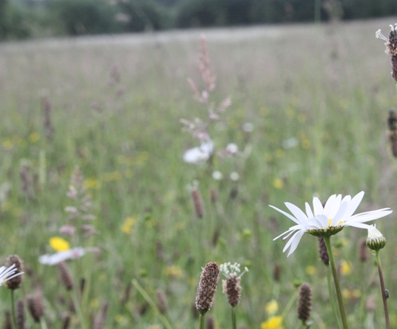 Wildflower meadow featuring white daisies and yellow buttercups, at Wigan Flashes