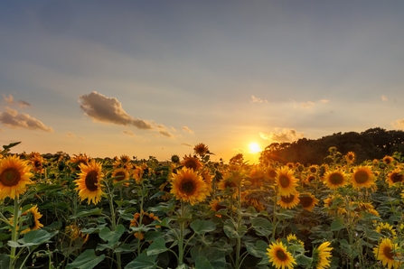 Sunset behind a field of Sunflowers