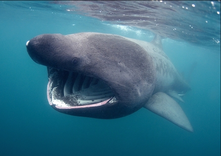 Basking shark often swim through the Irish Sea by JP Trenque