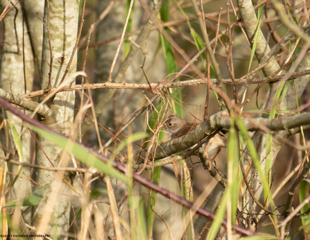 Common whitethroat at Middleton Nature Reserve