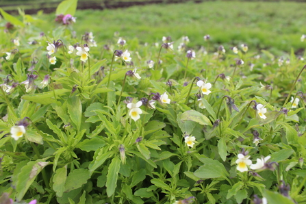 Purple and white field pansies against their green leaves