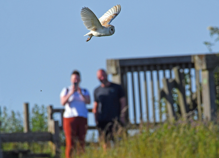 A barn owl flies in the daylight while two walkers watch from nearby