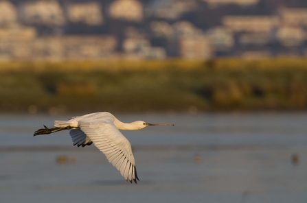 A spoonbill flying over a river
