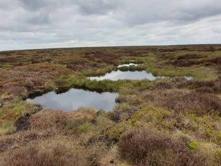 Re-wet blanket bog landscape with peat dams forming bog pools