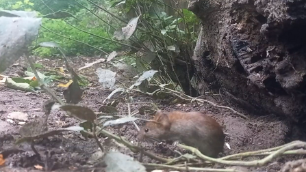 bank vole looking for food at brockholes
