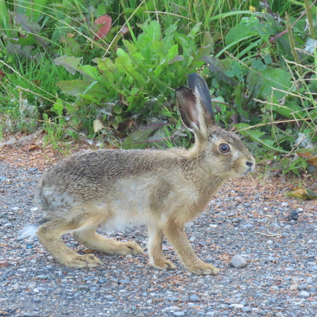 brown hare on gravel
