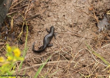 great crested newt crawling in the mud